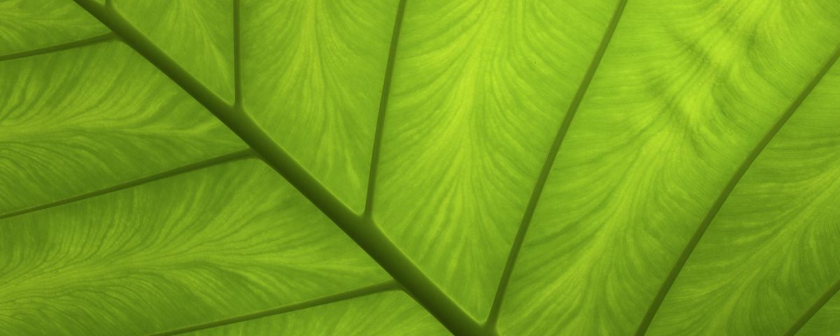 green-charter