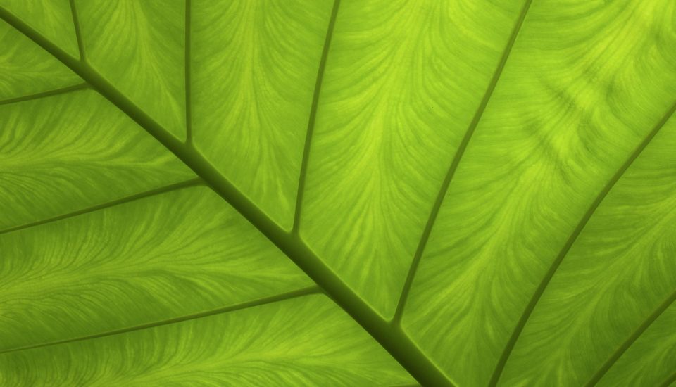 green-charter