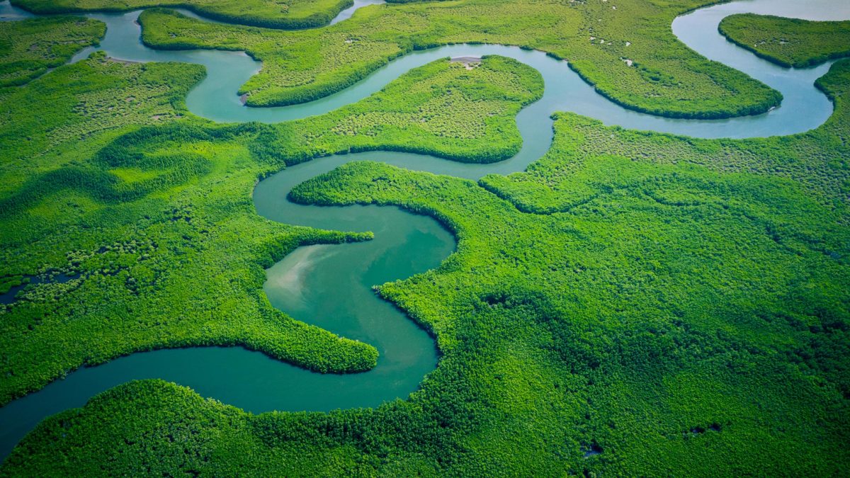 mangrove