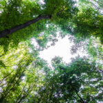 greenwashing