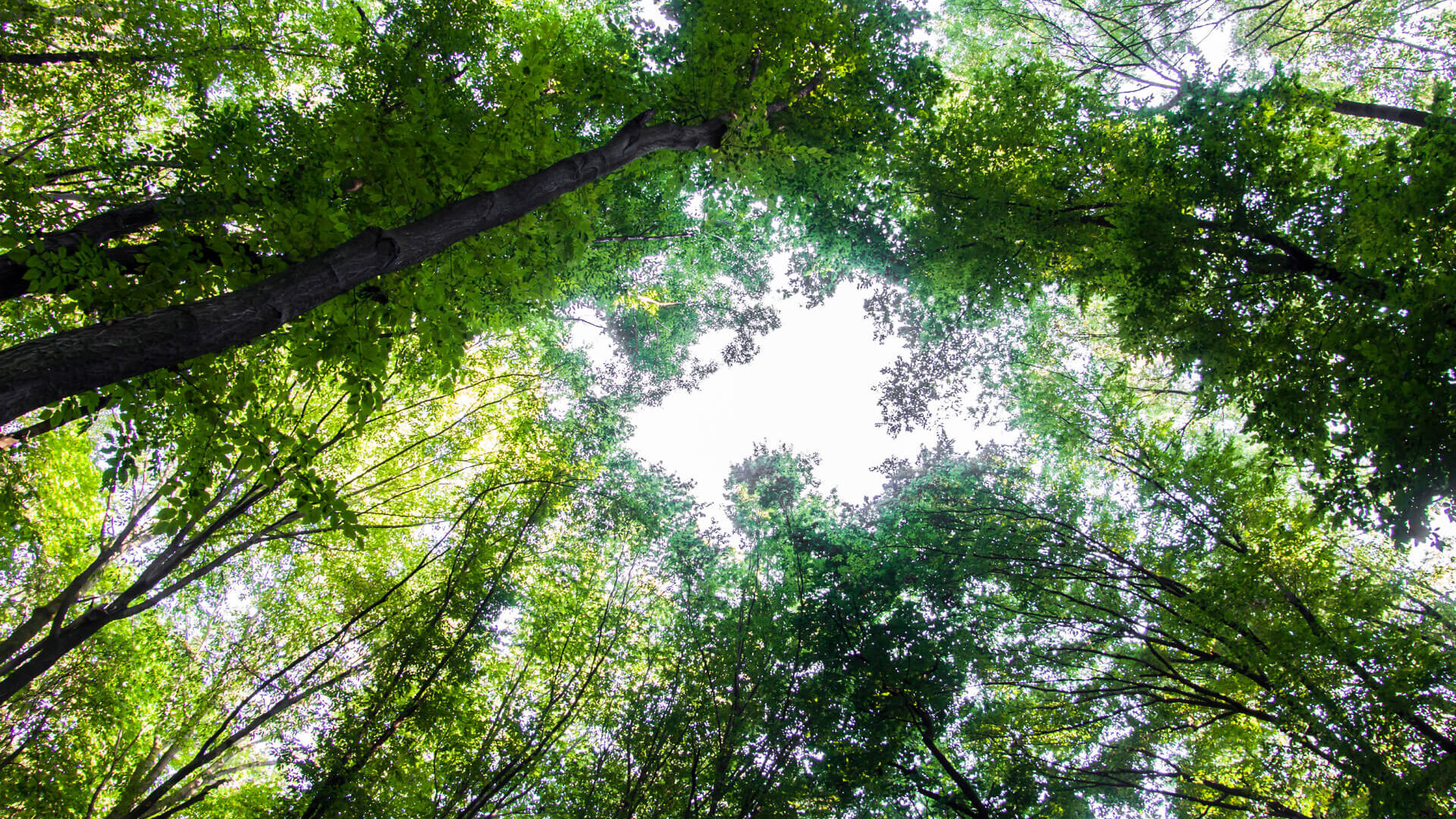 greenwashing